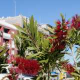 ...e il rosso delicato di un callistemone, pianta di origine tropicale apprezzata anche in Italia
